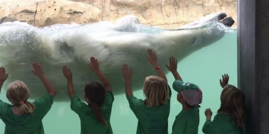 Field trip to the zoo to visit the Polar Bears